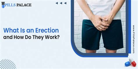 boner video|How An Erection Works